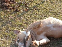 Vand mascul Amstaff